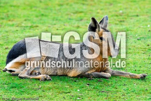 Pampashase (6 von 8).jpg